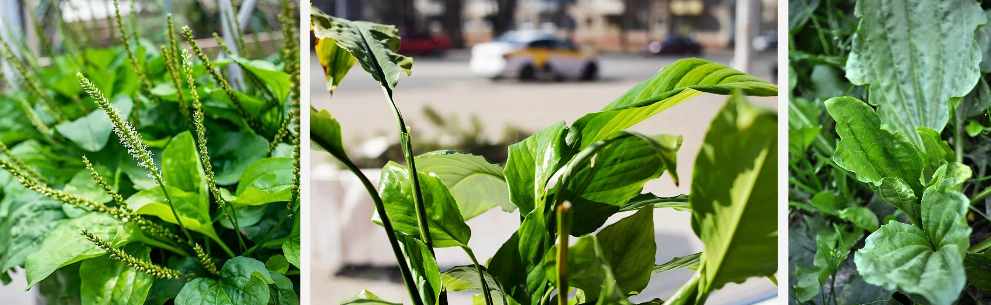 Plantain Extract.png